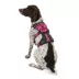 KONG® Safety Dog Harness, Adjustable, Durable, Multiple Sizes & Colors image thumbnail 1
