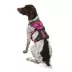 KONG® Safety Dog Harness, Adjustable, Durable, Multiple Sizes & Colors image thumbnail 1
