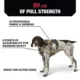 Product Kong® Safety Dog Harness