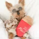 Product Pawty Animals Tim Pawtons Plush Dog Toy