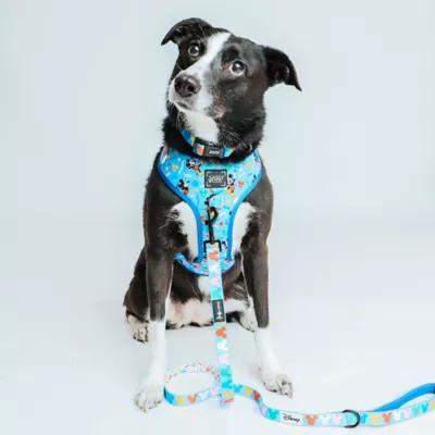 Product Sassy Woof Mickey Mouse Dog Collar