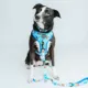 Product Sassy Woof Mickey Mouse Dog Collar