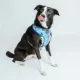 Product Sassy Woof Mickey Dog Harness