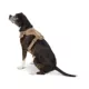 Product Top Paw® Neoprene Comfort Dog Harness