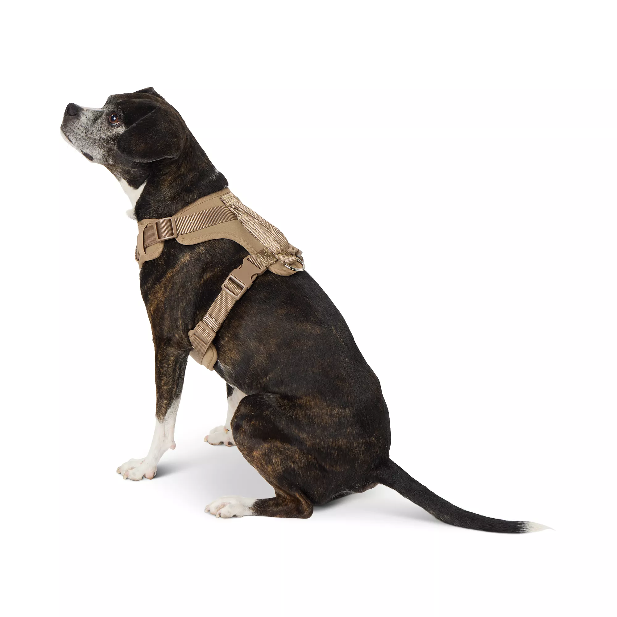 Top Paw® Tan Comfort Dog Harness