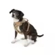 Product Top Paw® Neoprene Comfort Dog Harness