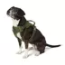 Top Paw® Neoprene Dog Harness, Adjustable, Durable, Comfortable, Multiple Sizes & Colors image thumbnail 1