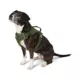 Product Top Paw® Neoprene Comfort Dog Harness