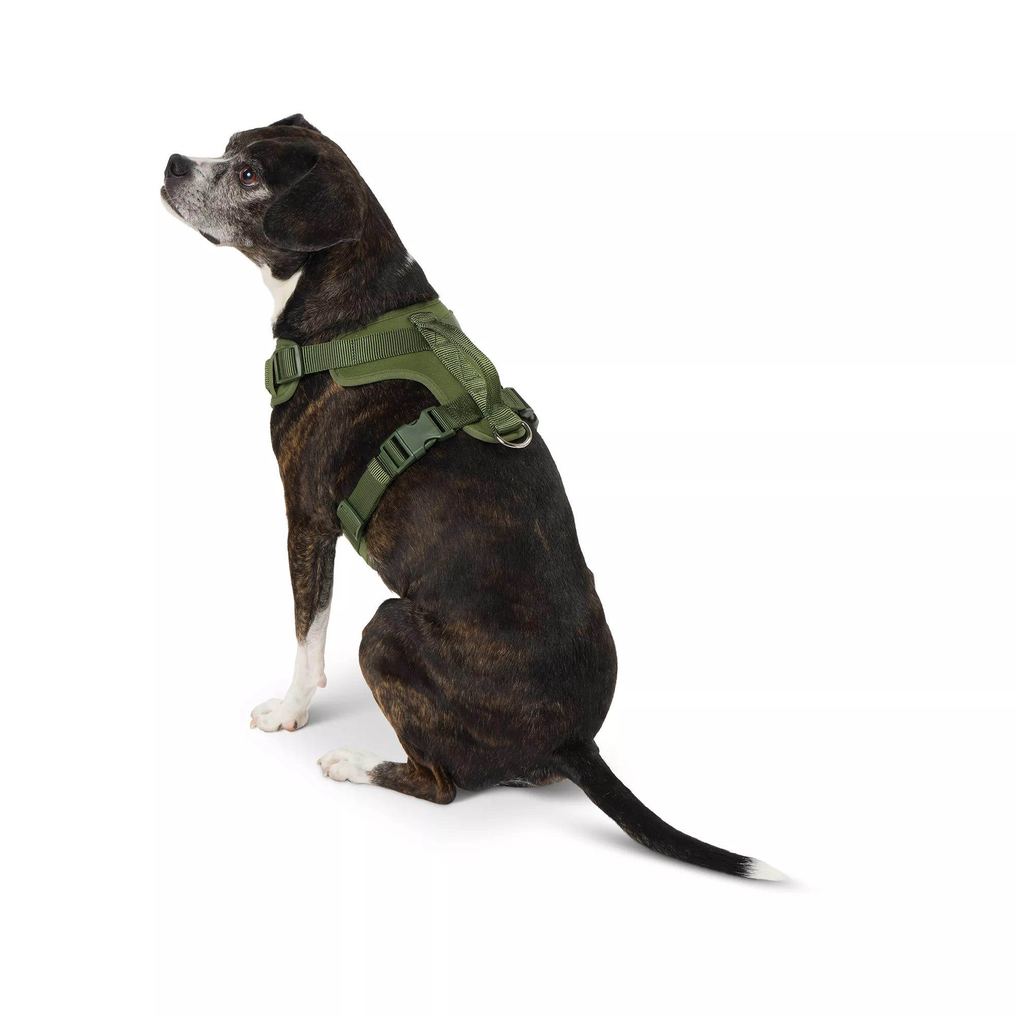 Top Paw® Olive Neoprene Comfort Dog Harness