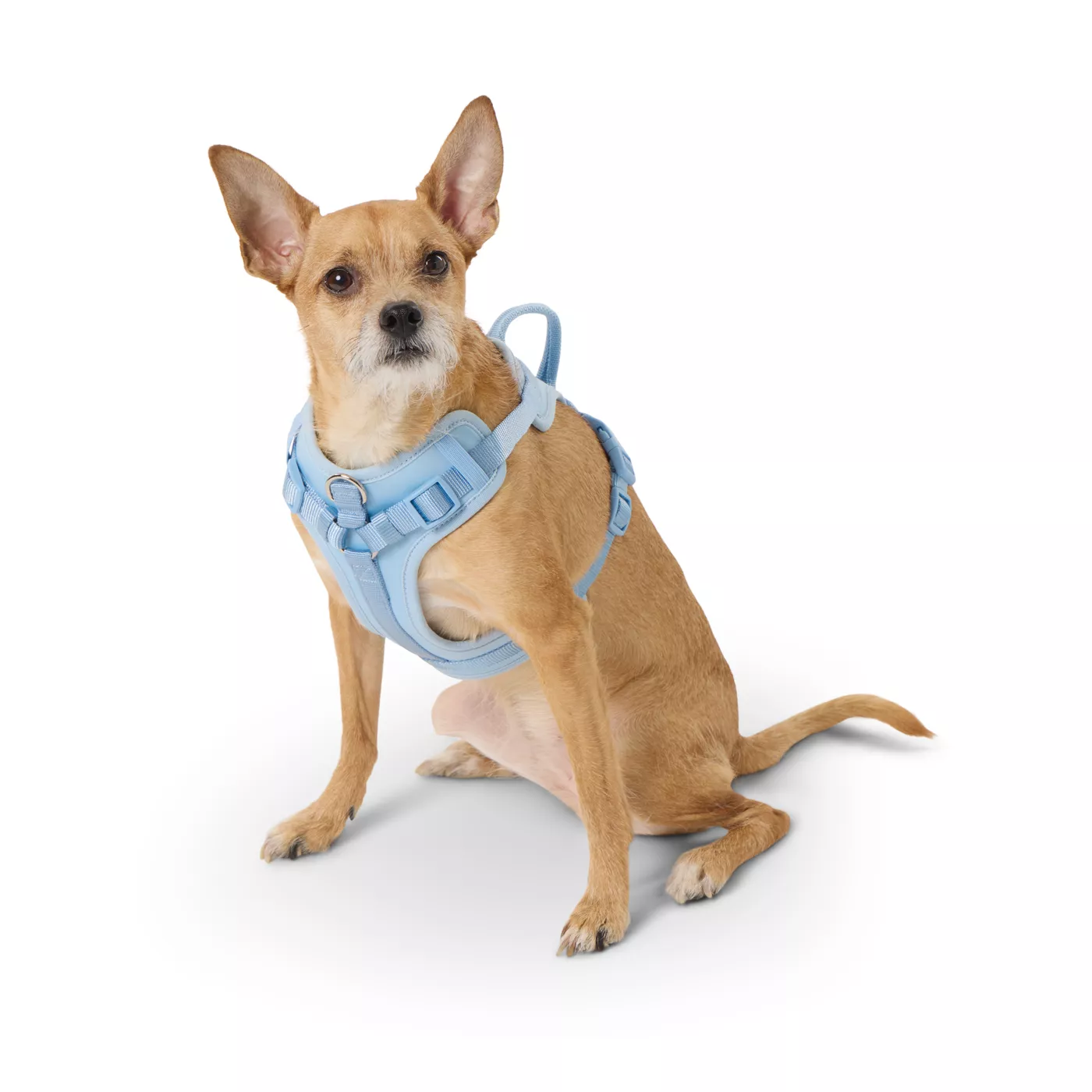 Dog Collars, Harnesses & Leashes