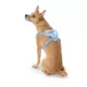 Product Top Paw® Neoprene Comfort Dog Harness