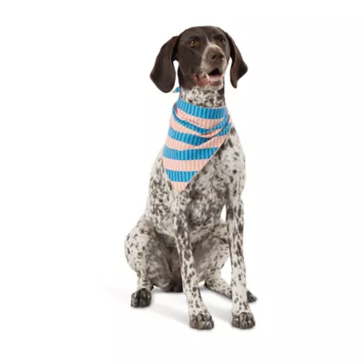 Product Top Paw® Party Pupper Dog Bandanas 2 Pack