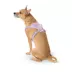 Top Paw® Neoprene Dog Harness, Adjustable, Durable, Comfortable, Multiple Sizes & Colors image thumbnail 2