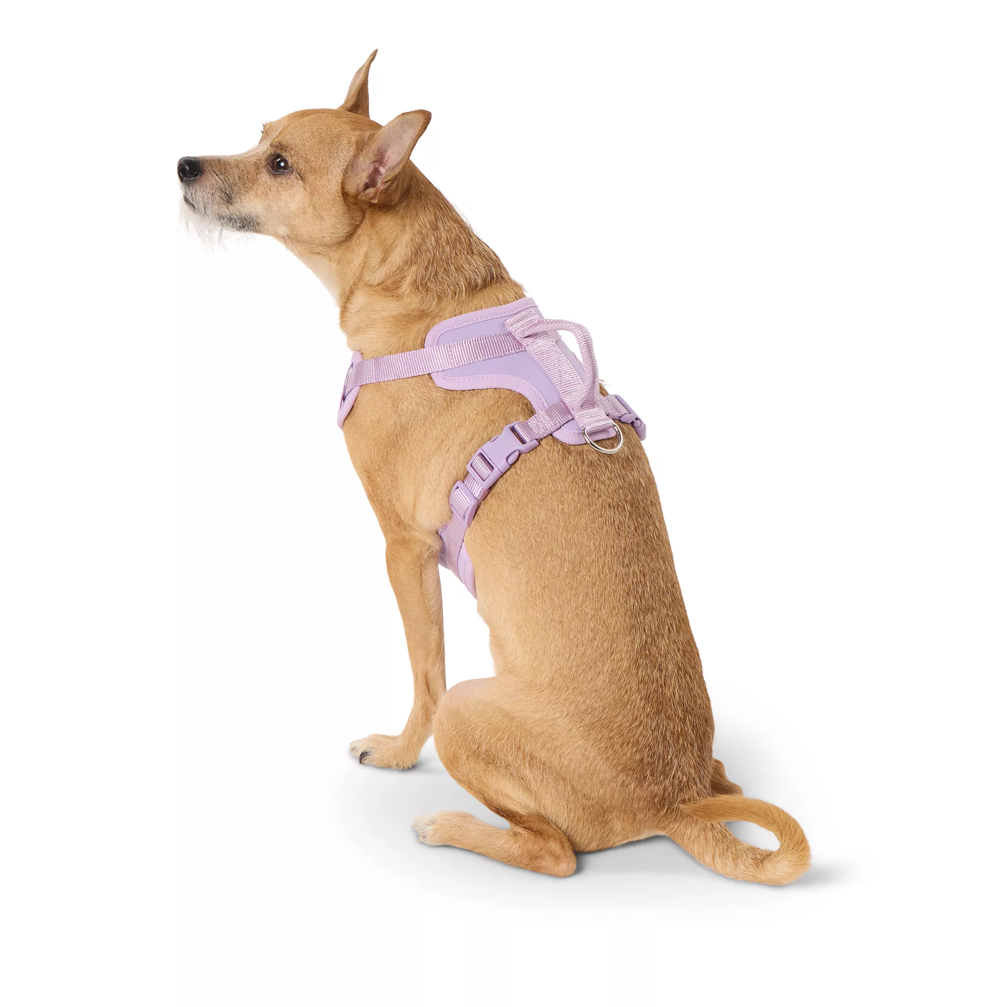 Top Paw® Neoprene Comfort Dog Harness, Lavender