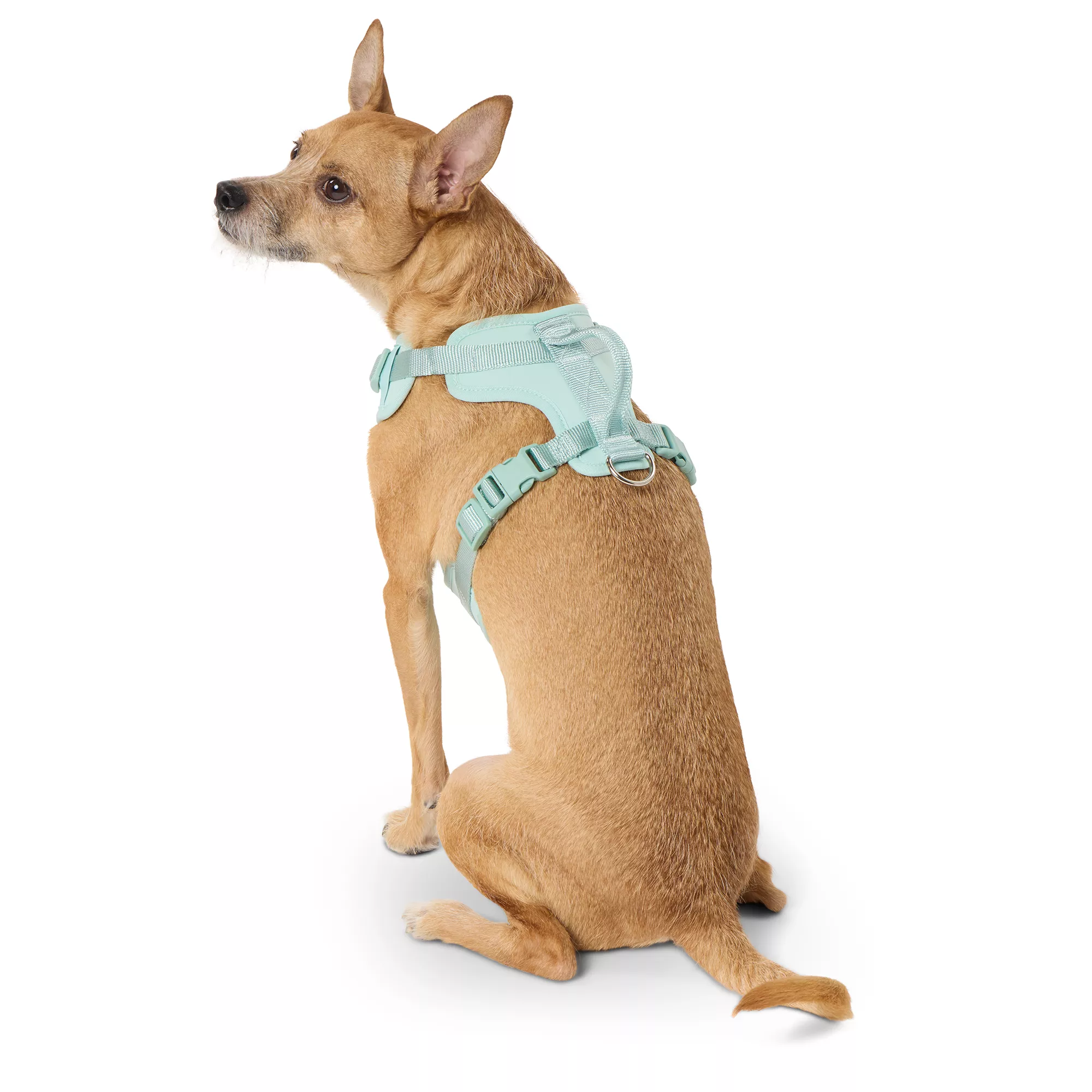 Top Paw® Neoprene Comfort Dog Harness, Mint