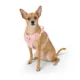 Product Top Paw® Neoprene Comfort Dog Harness