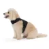 Top Paw® Neoprene Vest Dog Harness image thumbnail 2