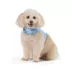 Top Paw® Neoprene Vest Dog Harness image thumbnail 2