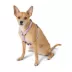Top Paw® Basic Nylon Dog Harness image thumbnail 2
