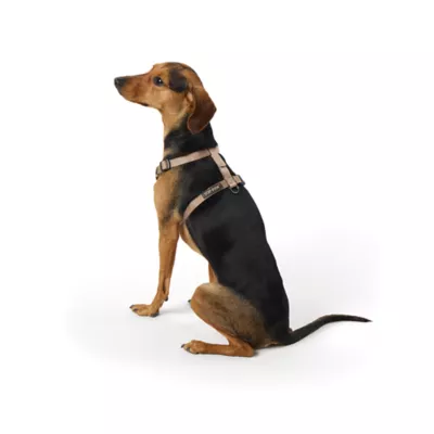 Product Top Paw® Basic Nylon Dog Harness