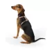 Top Paw® Basic Nylon Dog Harness image thumbnail 1
