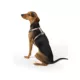 Product Top Paw® Basic Nylon Dog Harness