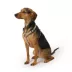 Top Paw® Basic Nylon Dog Harness image thumbnail 2