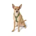 Top Paw® Basic Nylon Dog Harness image thumbnail 2