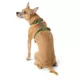 Product Top Paw® Basic Nylon Dog Harness