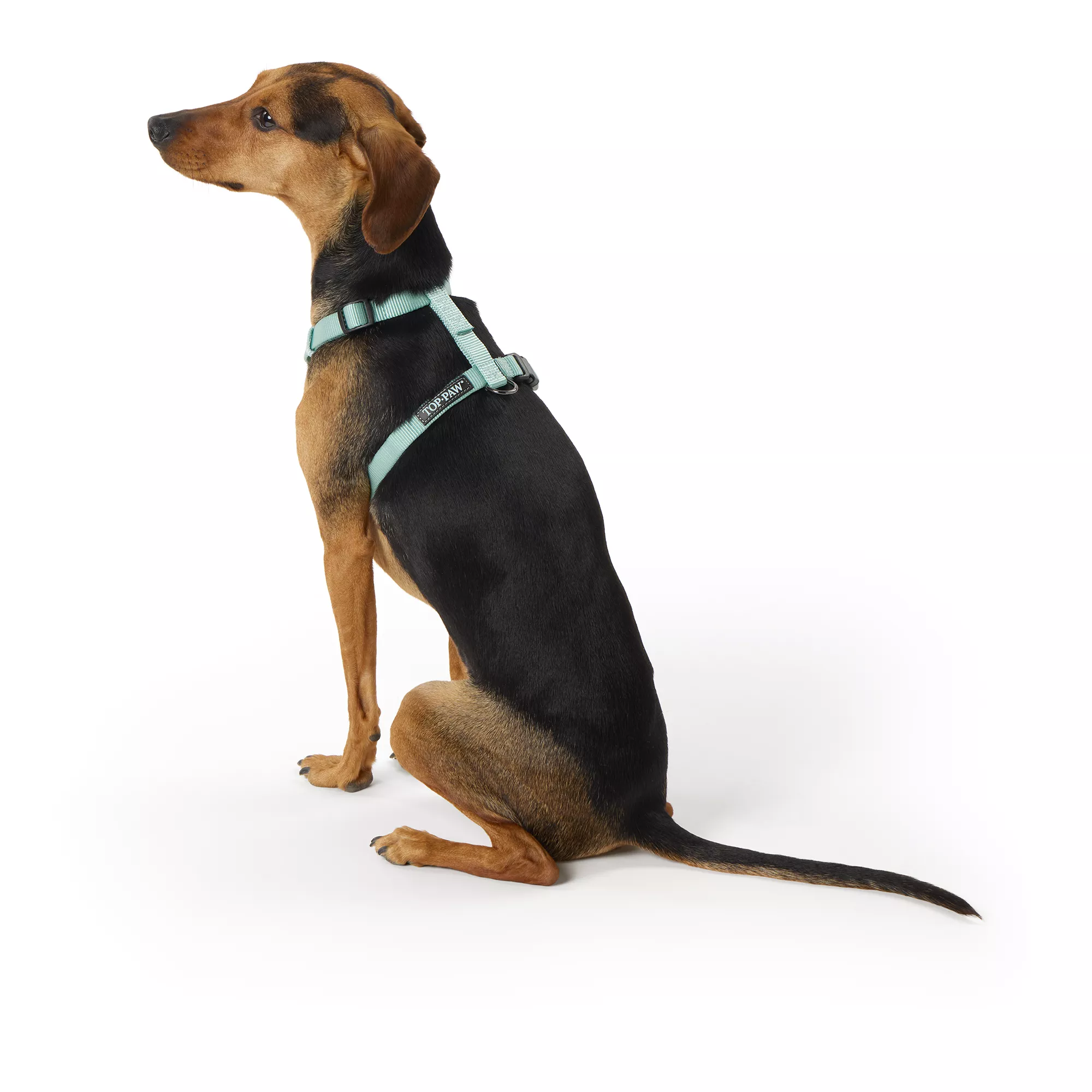 Top Paw® Basic Nylon Dog Harness, Mint