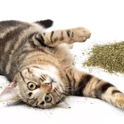 Product SmartyKat Certified Organic Catnip