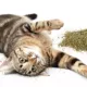 Product SmartyKat Certified Organic Catnip