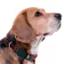 Pets First Cleveland Browns Satin Collar image thumbnail 3