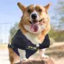 Pets First Notre Dame Mesh Jersey image thumbnail 4