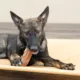 Product Starmark Treat Ringer Hot Dog Toy