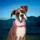 Product Nite Ize® NiteHowl® LED Safety Necklace