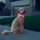 Product Nite Ize® NiteHowl® LED Safety Necklace