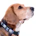 Pets First Indianapolis Colts Satin Collar image thumbnail 2