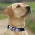 Pets First Indianapolis Colts Satin Collar image thumbnail 3
