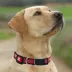 Pets First Nebraska Satin Collar image thumbnail 2
