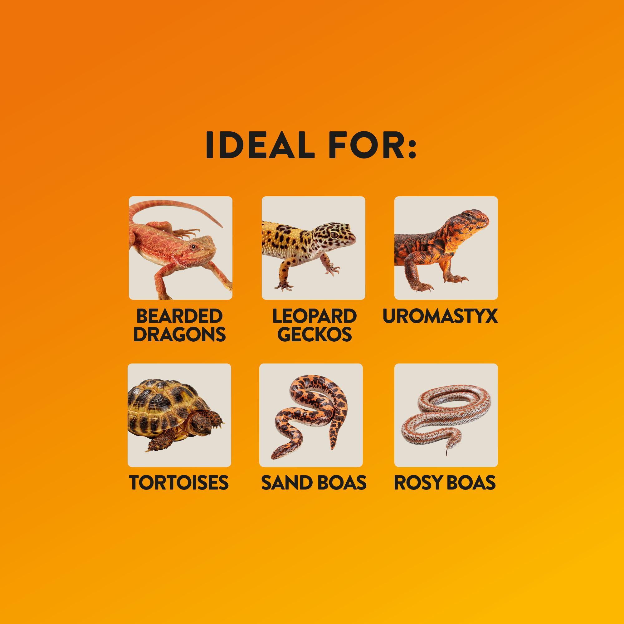 Thrive® Desert Essentials Starter Kit - Reptile Terrarium - Desert Reptile Terrarium Kit - 10-40 Gal - thumbnail 2