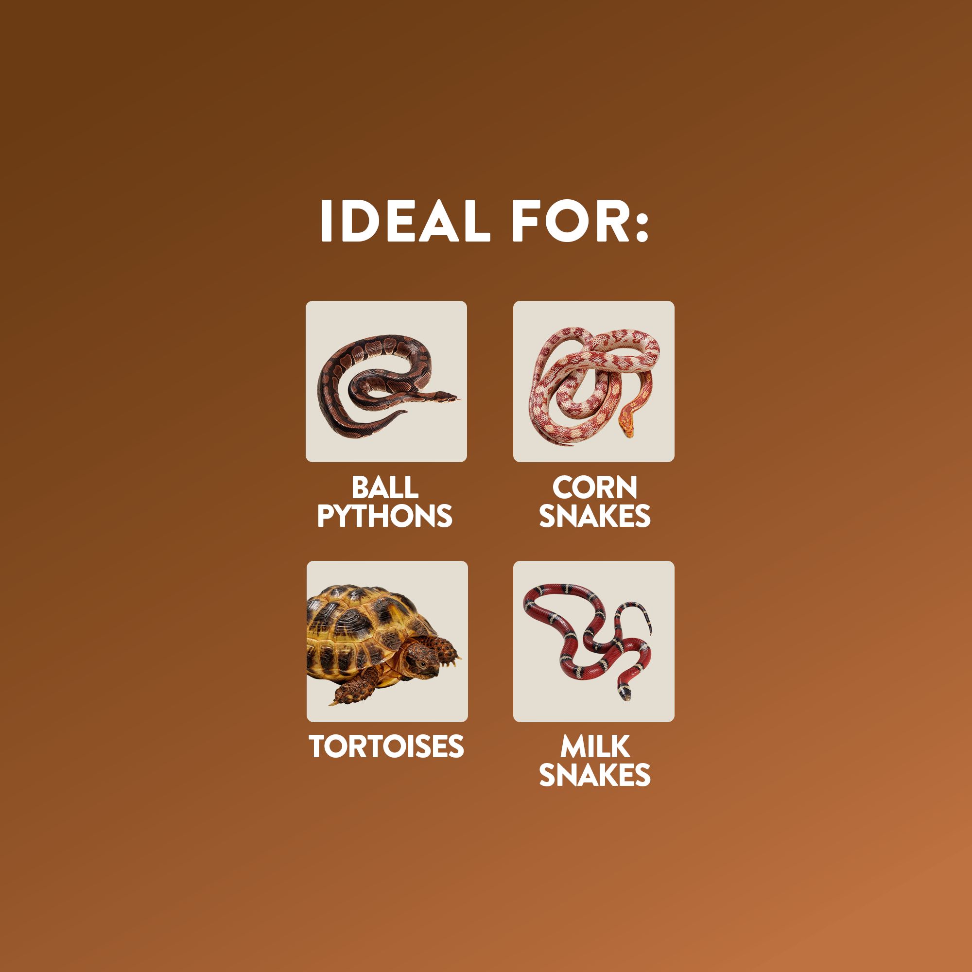 Thrive Temperate Essentials Kit -Temperate Reptile Terrarium Kit - 40 Gallon Terrarium - 36x18x18 - thumbnail 2