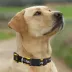 Pets First Missouri Satin Collar image thumbnail 4