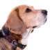 Pets First NFL Houston Texans Satin Dog Collar image thumbnail 3