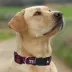 Pets First NFL Houston Texans Satin Dog Collar image thumbnail 4