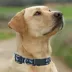 Pets First MLB New York Yankees Satin Dog Collar image thumbnail 4