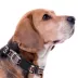 Pets First NCAA Texas A & M Satin Dog Collar image thumbnail 3