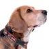  Pets First Denver Broncos Satin Dog Collar image thumbnail 3