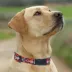  Pets First Denver Broncos Satin Dog Collar image thumbnail 4