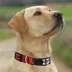 Pets First Illinois Satin Collar image thumbnail 4